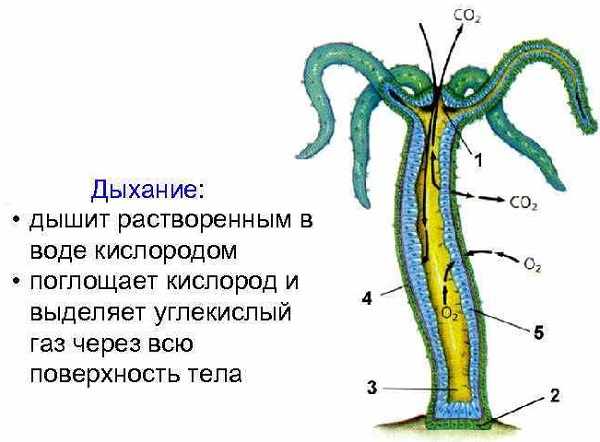 Kraken официальная ссылка tor